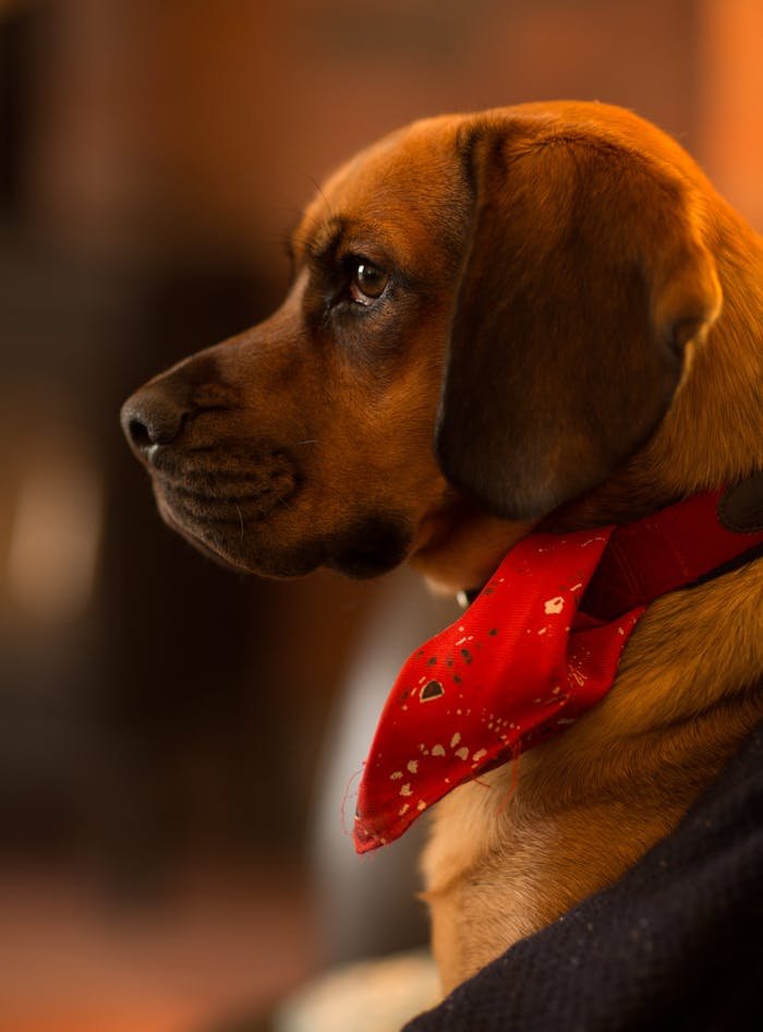 Profile view of a beagle wearing a red bandana indoors. Perfect for pet lovers.