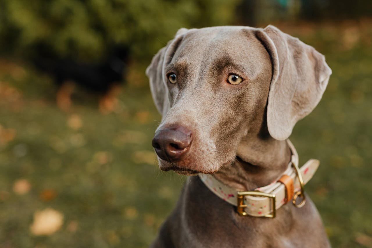 A detailed close-up portrait of a Weimaraner dog wearing a collar, set in an outdoor environment.