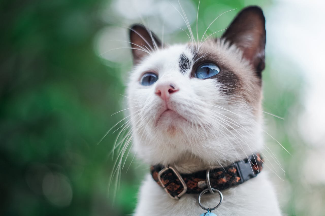 Close-up portrait of a blue-eyed cat with blurred green background, highlighting its striking features.